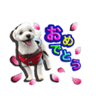 マルチーズのマルです。（個別スタンプ：1）