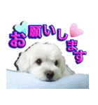 マルチーズのマルです。（個別スタンプ：3）