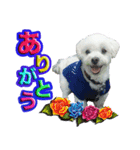 マルチーズのマルです。（個別スタンプ：4）