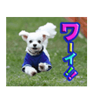 マルチーズのマルです。（個別スタンプ：7）
