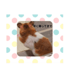 ゴールデンたまちゃん（個別スタンプ：4）