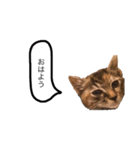 三華んちのキジトラスタンプ(仔猫編)（個別スタンプ：1）