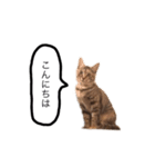 三華んちのキジトラスタンプ(仔猫編)（個別スタンプ：2）
