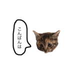 三華んちのキジトラスタンプ(仔猫編)（個別スタンプ：3）