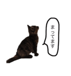 三華んちのキジトラスタンプ(仔猫編)（個別スタンプ：4）