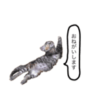 三華んちのキジトラスタンプ(仔猫編)（個別スタンプ：5）