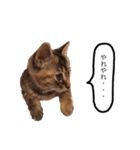 三華んちのキジトラスタンプ(仔猫編)（個別スタンプ：6）