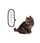 三華んちのキジトラスタンプ(仔猫編)（個別スタンプ：7）