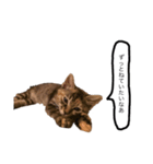 三華んちのキジトラスタンプ(仔猫編)（個別スタンプ：8）