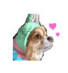 愛犬レオくんのスタンプ（個別スタンプ：1）