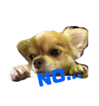 愛犬レオくんのスタンプ（個別スタンプ：2）