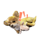 愛犬レオくんのスタンプ（個別スタンプ：3）