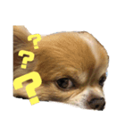愛犬レオくんのスタンプ（個別スタンプ：4）