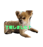 愛犬レオくんのスタンプ（個別スタンプ：5）