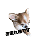 愛犬レオくんのスタンプ（個別スタンプ：6）