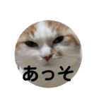 ときどきツンデレ（個別スタンプ：1）