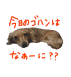 りるちゃんシリーズ（個別スタンプ：6）