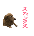 にょこち（個別スタンプ：1）