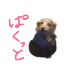 にょこち（個別スタンプ：2）