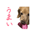 にょこち（個別スタンプ：4）