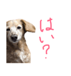 にょこち（個別スタンプ：7）