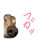 にょこち（個別スタンプ：8）