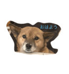 マロスタンプ ミックス犬（個別スタンプ：1）