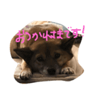 マロスタンプ ミックス犬（個別スタンプ：5）