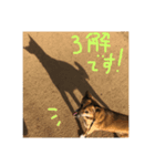 マロスタンプ ミックス犬（個別スタンプ：6）