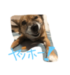 マロスタンプ ミックス犬（個別スタンプ：7）
