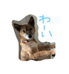 マロスタンプ ミックス犬（個別スタンプ：8）