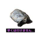 ちぃっぷ2（個別スタンプ：4）