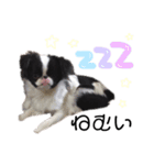 つくね犬（個別スタンプ：1）