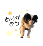 つくね犬（個別スタンプ：6）