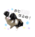 つくね犬（個別スタンプ：8）