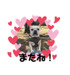 ひびちゃんちdogs（個別スタンプ：1）