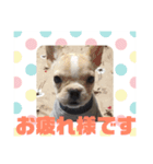 ひびちゃんちdogs（個別スタンプ：6）