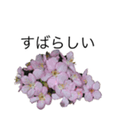 お花と食べ物（個別スタンプ：8）
