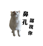 ねこ話し（個別スタンプ：1）
