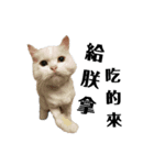 ねこ話し（個別スタンプ：2）
