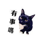 ねこ話し（個別スタンプ：3）