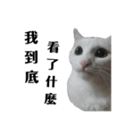 ねこ話し（個別スタンプ：7）