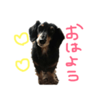 日常ダックくん（個別スタンプ：1）