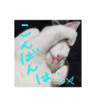 白猫ゆきさん（個別スタンプ：2）