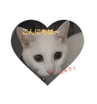 白猫ゆきさん（個別スタンプ：5）