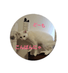 白猫ゆきさん（個別スタンプ：7）
