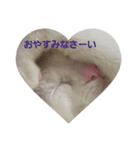 白猫ゆきさん（個別スタンプ：8）