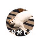 ビスコのスタンプ「子猫の言い分Part4」（個別スタンプ：2）