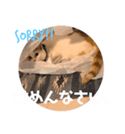 ビスコのスタンプ「子猫の言い分Part4」（個別スタンプ：3）