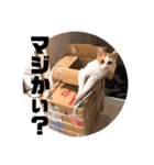 ビスコのスタンプ「子猫の言い分Part4」（個別スタンプ：4）